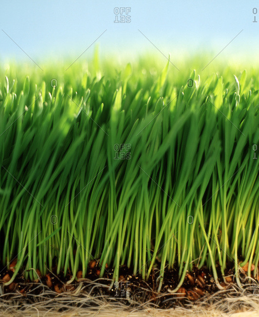 Close up split view of green grass with dirt, roots and blue sky