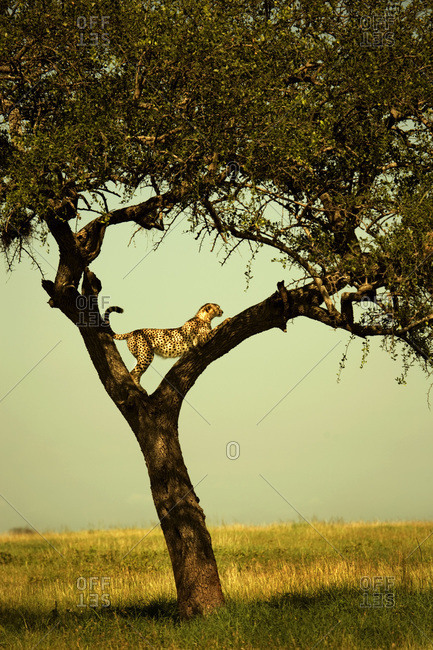 Leopard positioned between branches in tree on Serengeti Plains