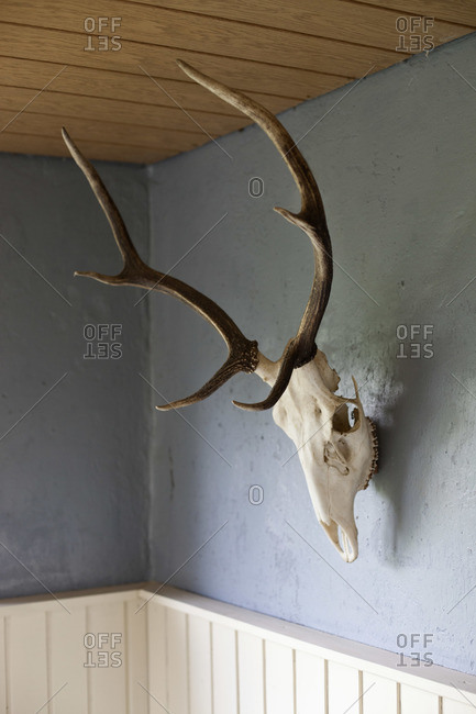 An animal skull with antlers hanging on a wall