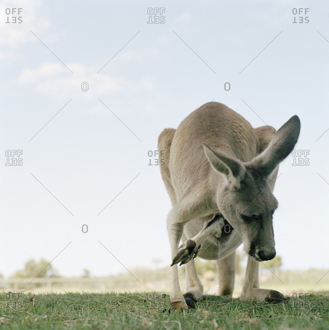 Front view of a kangaroo with a baby kangaroo in her pouch