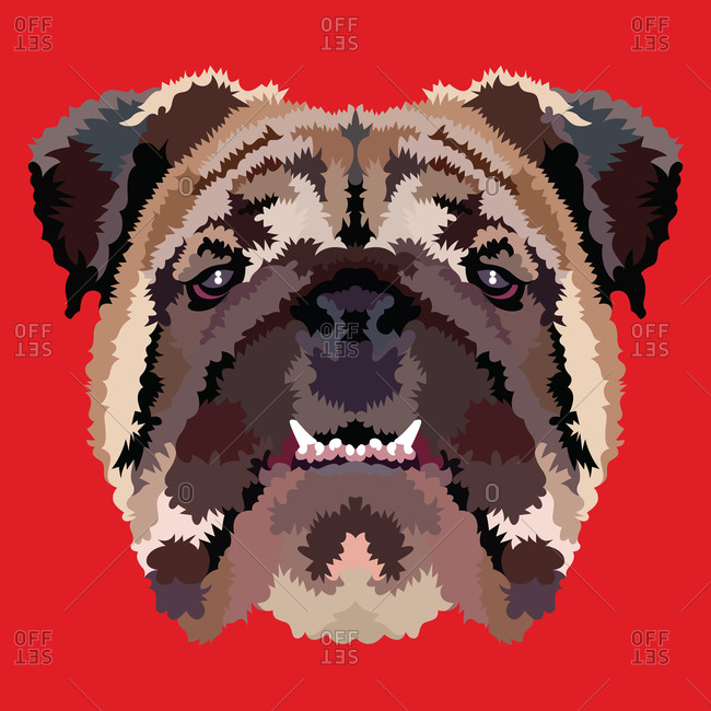 A bulldog portrait