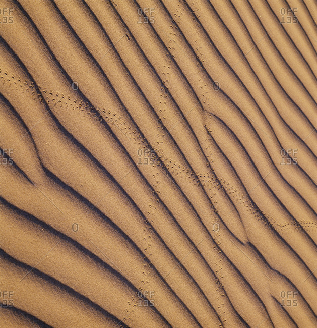Animal footprints on ripples in desert,  elevated view