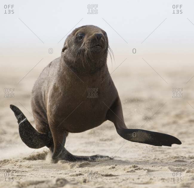 Seal running on beach