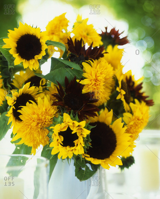 Arranged sunflowers in a vase.