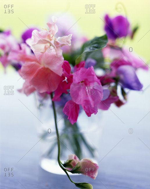 Bunch of pink flowers in a vase.