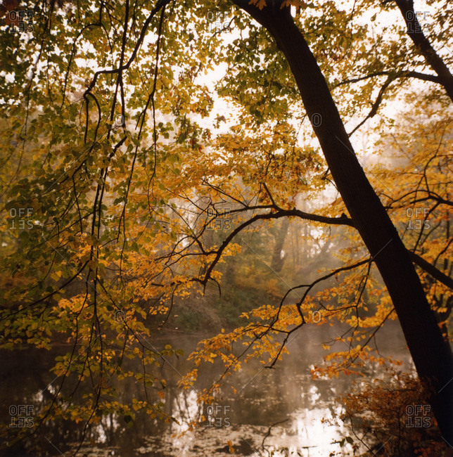 Autumn foliage splendor in a forest