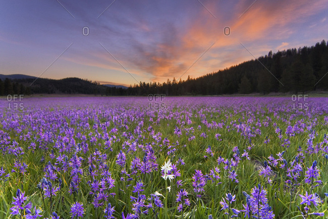 A single white Camas Lily flower in a field of purple flowers atsunrise in Sagehen Meadows near Truckee in California