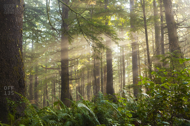 Sun rays filter through the trees along the trail to Third Beach, Olympic National Forest, Washington