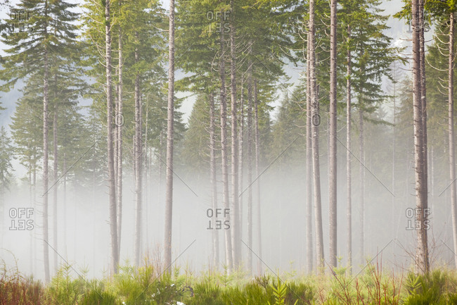 Tall pine trees on a misty morning in a thinned (by logging) forest on the Olympic Peninsula, Washington