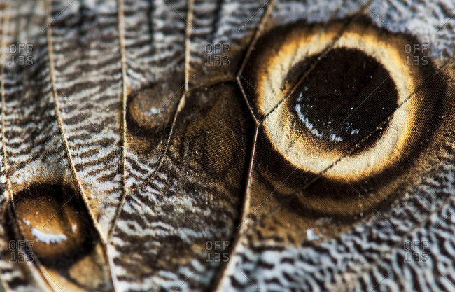 The detail of a butterfly wing is pictured in Lake Tahoe, Nevada