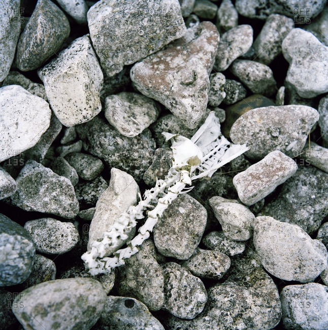 Fish bones on stones