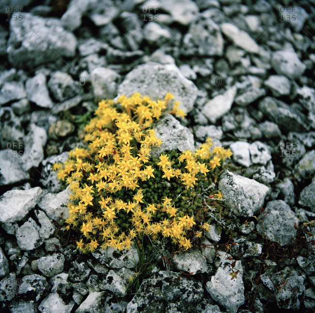 Yellow flowers among stones
