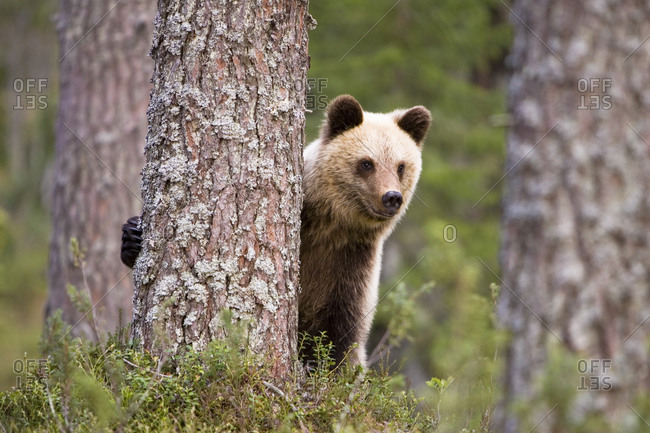 A bear in the forest