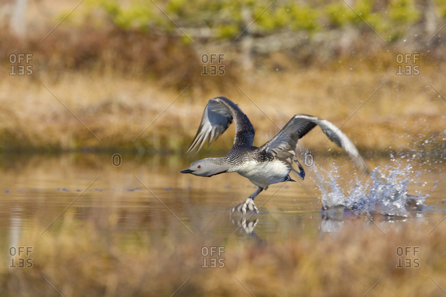 A red-throated diver running on the surface of the water, Vastmanland, Sweden