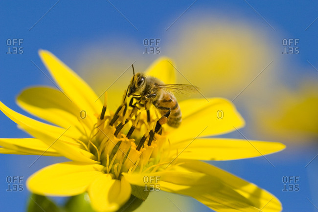 A bee and a yellow flower