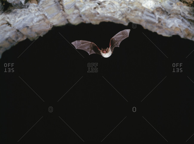 Bat in flight, low angle view