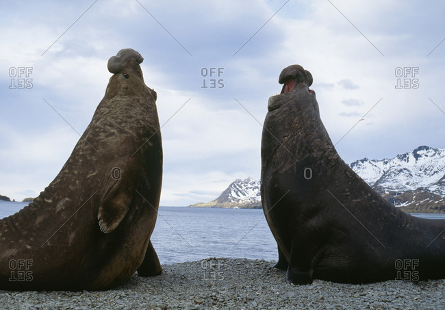 Seal elephants standing by sea