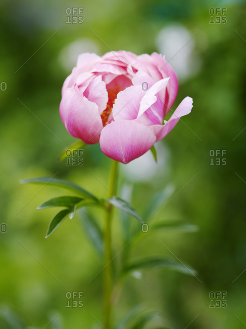 Close up of Pink peony flower beauty