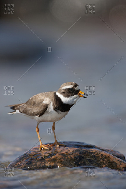 Ringed plover animals in the wild