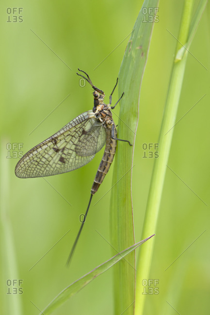 Insect on blade of grass in the wild