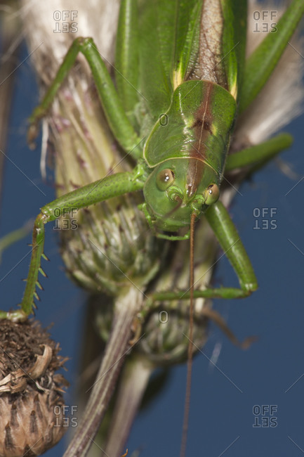 Close up of Great green bush cricket camouflage