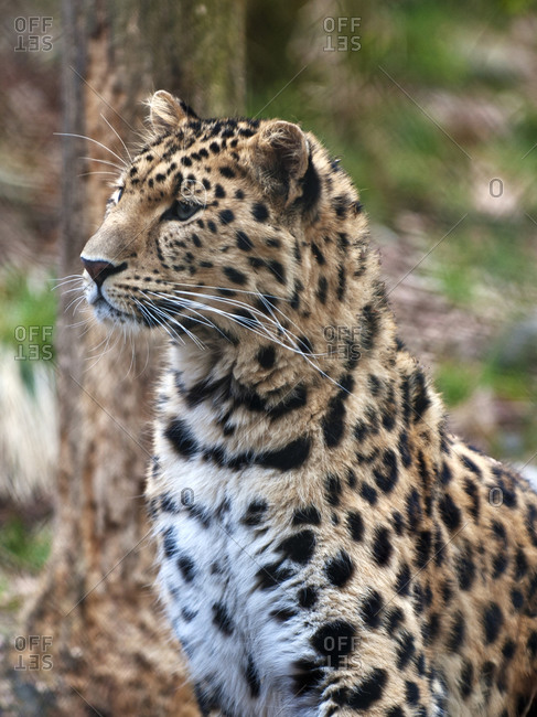 Leopard looking away animals in the wild