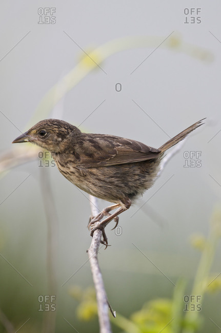 Brown Bird on twig