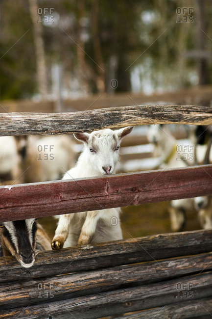 White goat kid in animal pen