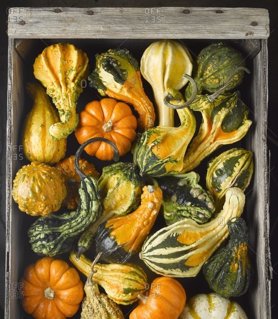Assorted Gourds in a Crate; From Above