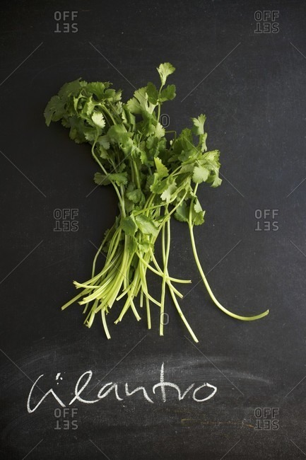 Fresh Cilantro on a Chalk Board with the Word \