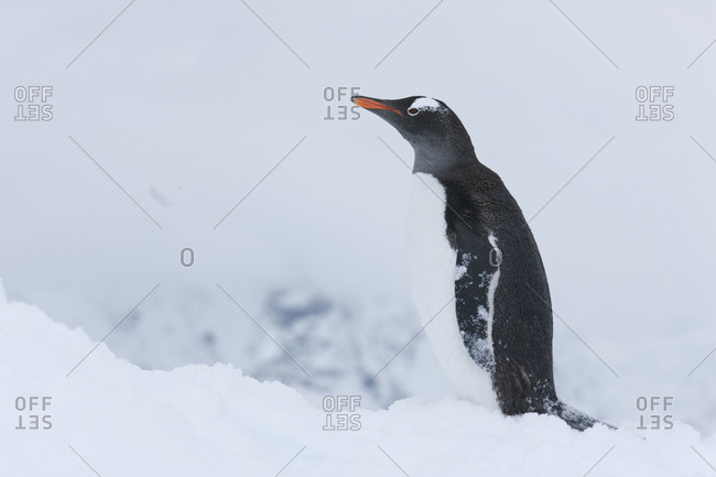 One Gentoo penguin standing alone in snow