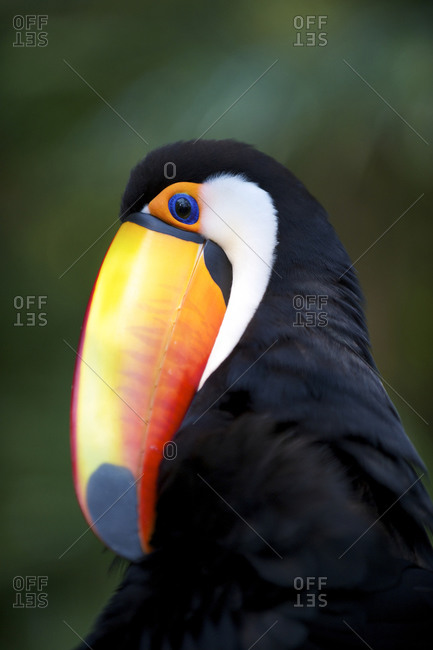 Toucan bird