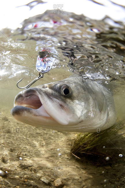 Underwater view of a fish with a hook in it\'s mouth.