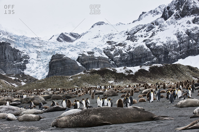 Elephant seals lying on the beach with standing king penguins in Gold Harbor, South Georgia