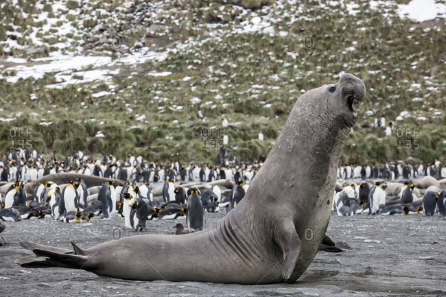 Elephant seals lying on the beach with standing king penguins in Gold Harbor, South Georgia