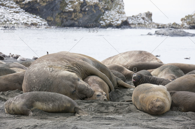 Elephant seals lying on the beach in Gold Harbor, South Georgia