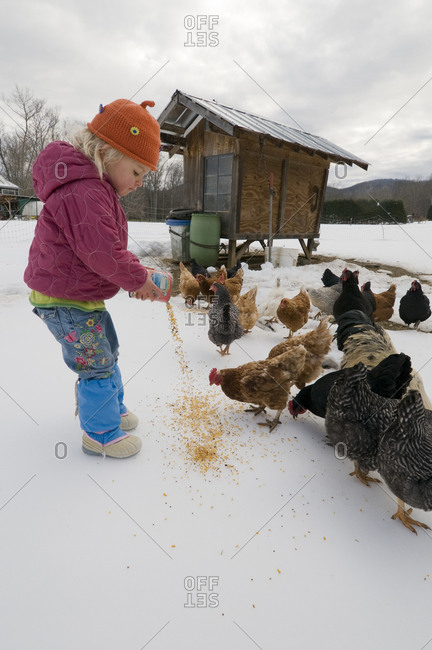 Young girl feeding chickens in winter,  Burnsville, North Carolina