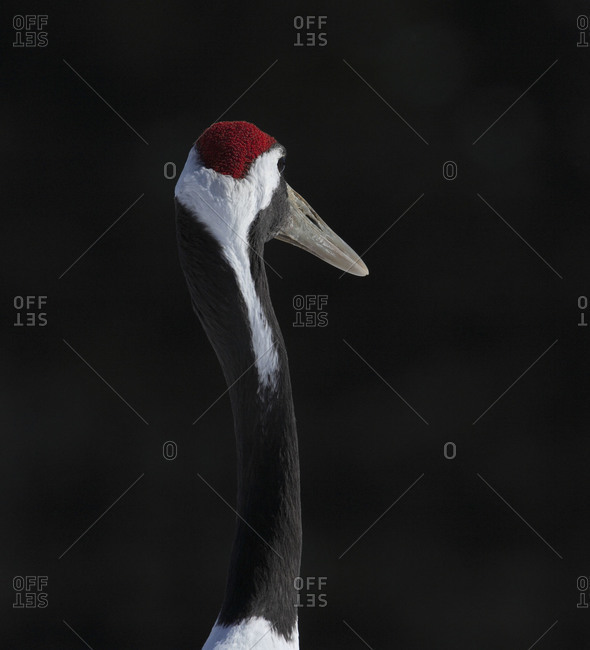 Portrait of red crowned crane in Japan