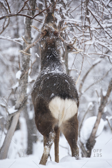 rare view of ezo deer standing in snow covered forest in Japan