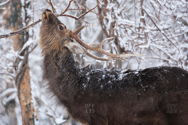 Ezo deer scratching his muzzle with tree branches in snow covered forest in Japan