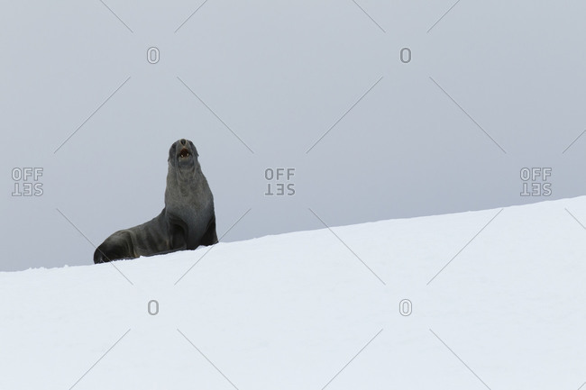 Fur seal standing on snowy hill in Antarctica