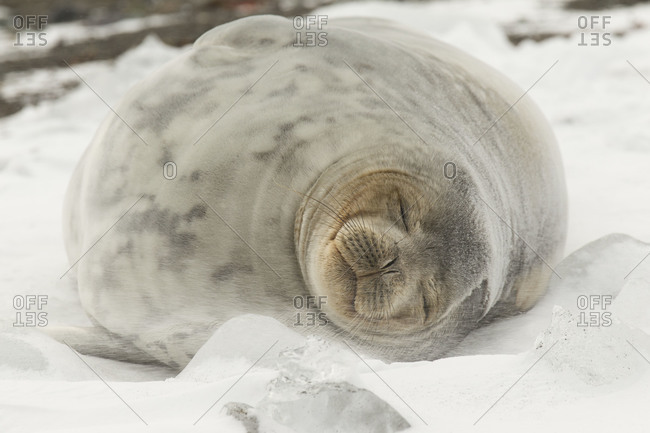 Portrait of sleeping weddell seal in Antarctica