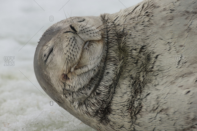 Portrait of sleepy weddell seal in Antarctica
