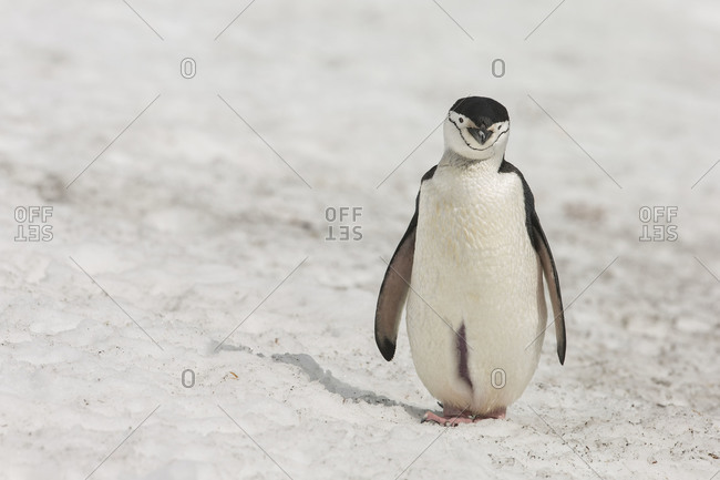 Chinstrap penguin with opened brooding pouch standing on snow