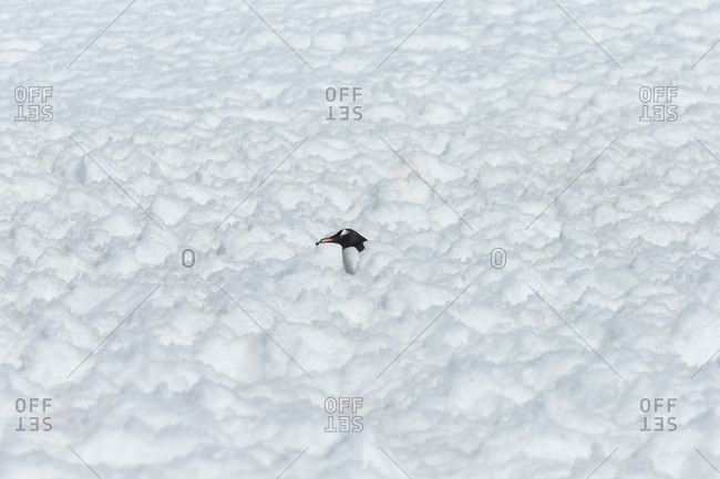 Gentoo penguin hidden behind snow