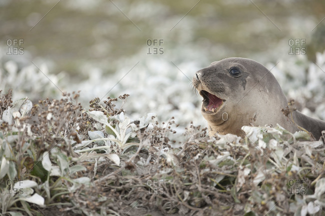Portrait of elephant seal peeping from the bush on Falkland islands