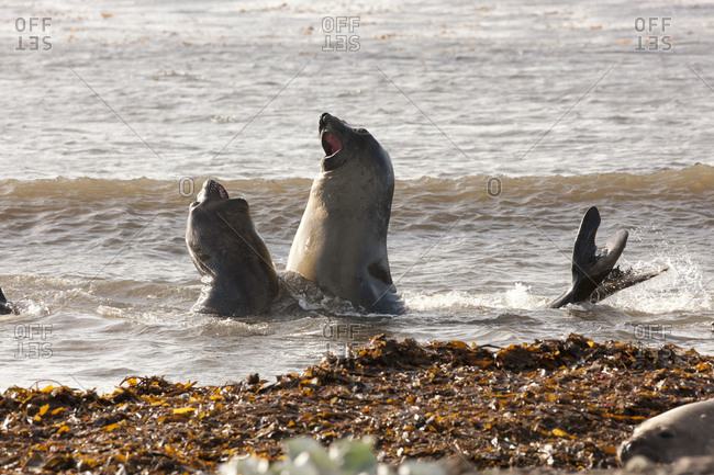 Elephant seals playing in water on Falkland islands