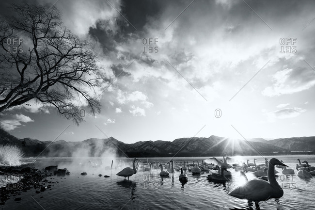 Mystical image of swans bathing in black and white