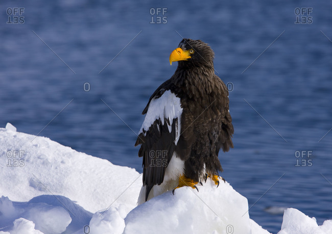 Steller\'s Sea Eagle on Ice Floe in island of Hokkaido, Japan.
