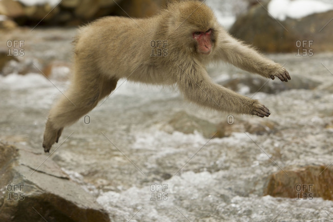Alpha male Japanese macaque jumping in Jigokudani Monkey Park, Nagano Prefecture, Japan